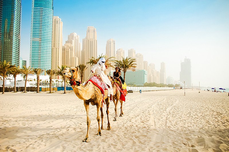 Верблюд на пляже, Дубай