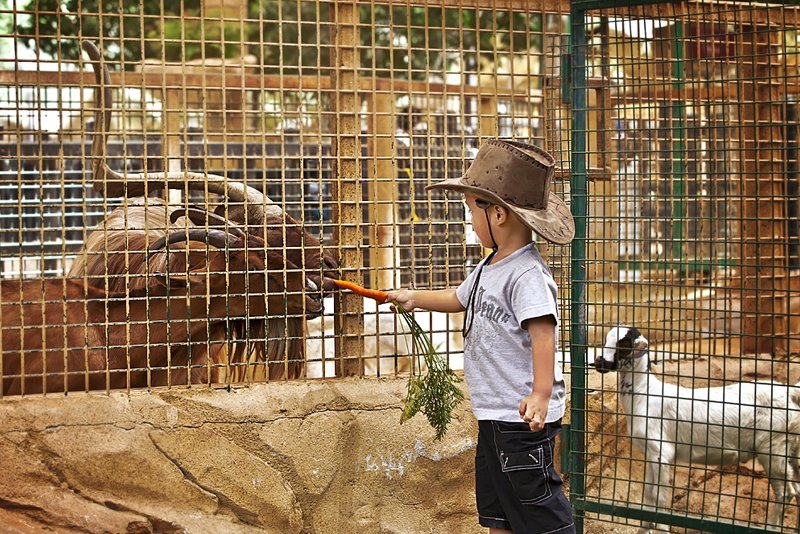 Дубайский зоопарк, Дубай