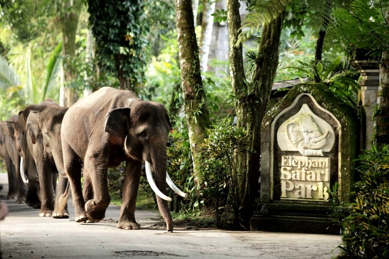 Покататься на слоне, Бали