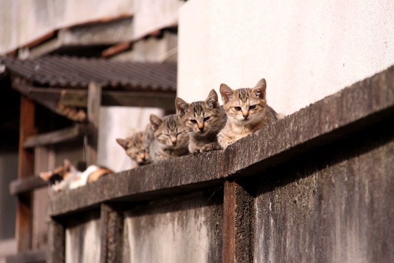 Коты в районе Кадыкёй