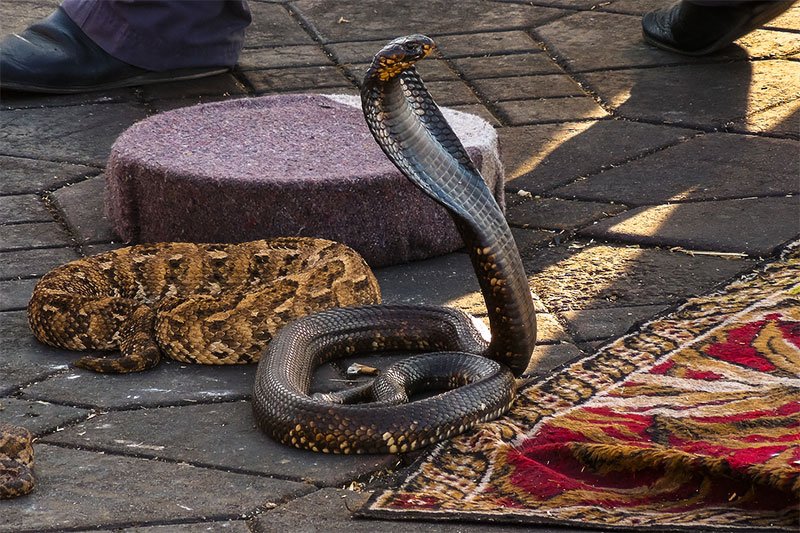 Заклинатель змей