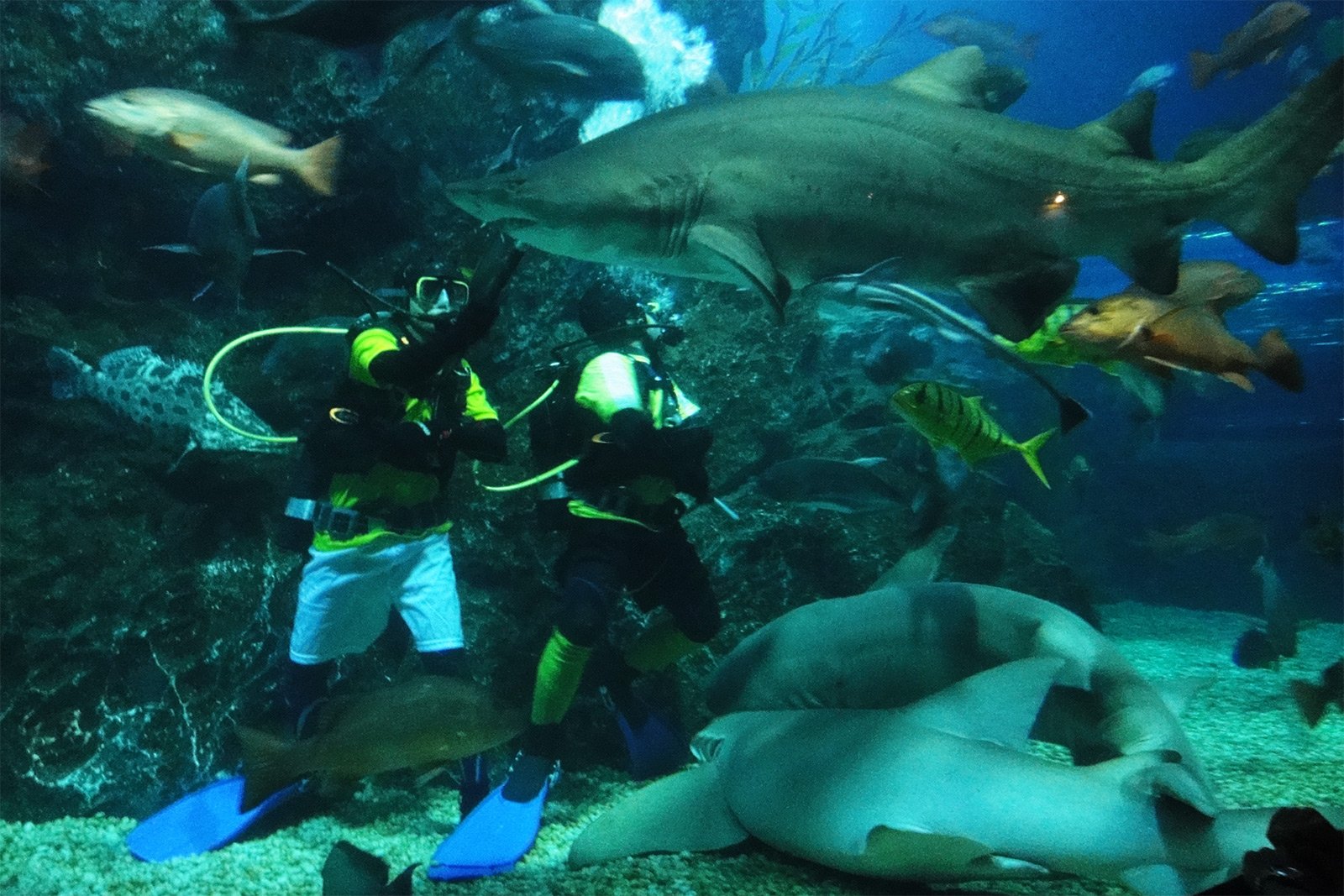 Как дайвинг с серыми акулами в Бангкоке