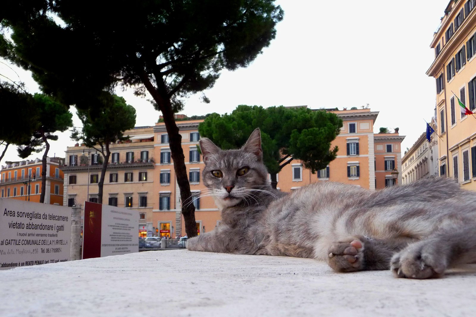 Как стать попечителем котов в Риме