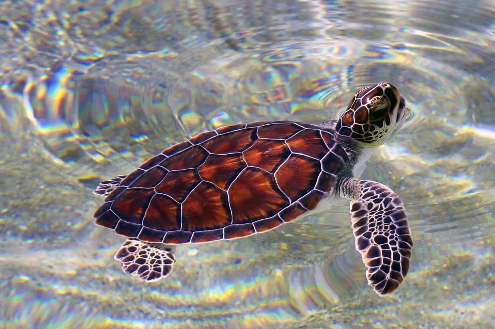 Как выпустить черепашек в океан на острове Литл Корн в Манагуа