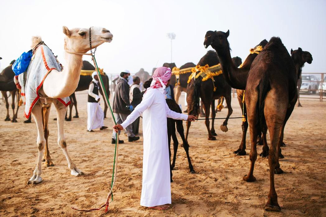 Как увидеть конкурс красоты верблюдов в Абу-Даби