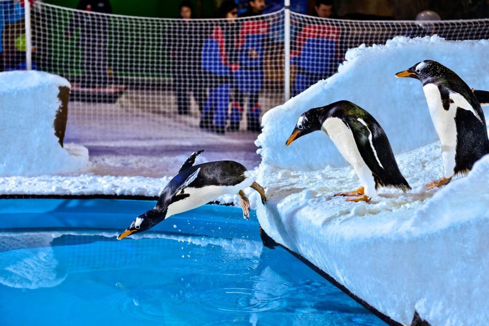 Как поплавать с пингвинами в Дубае