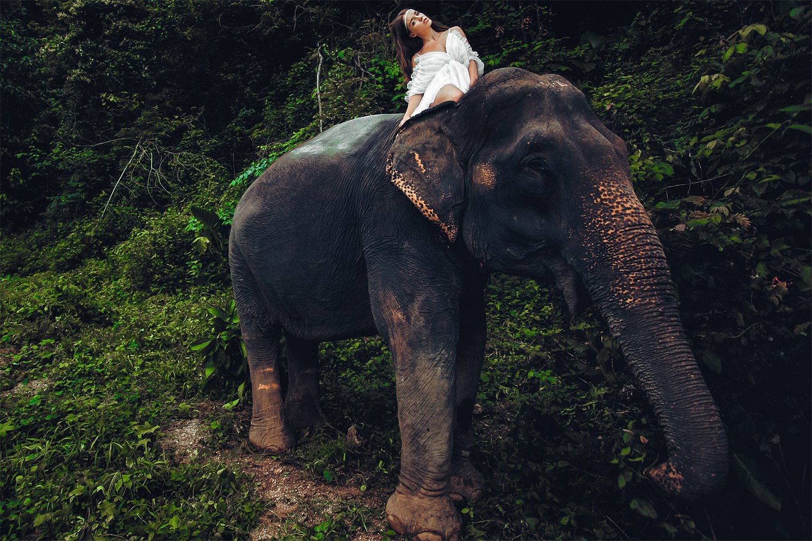 Как сделать фотосессию на слоне на Пхукете