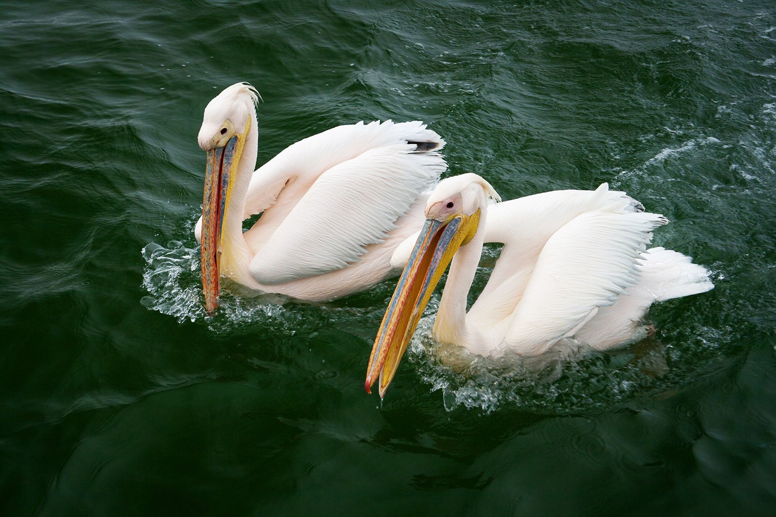 Как покормить розовых пеликанов в Гвадалахаре