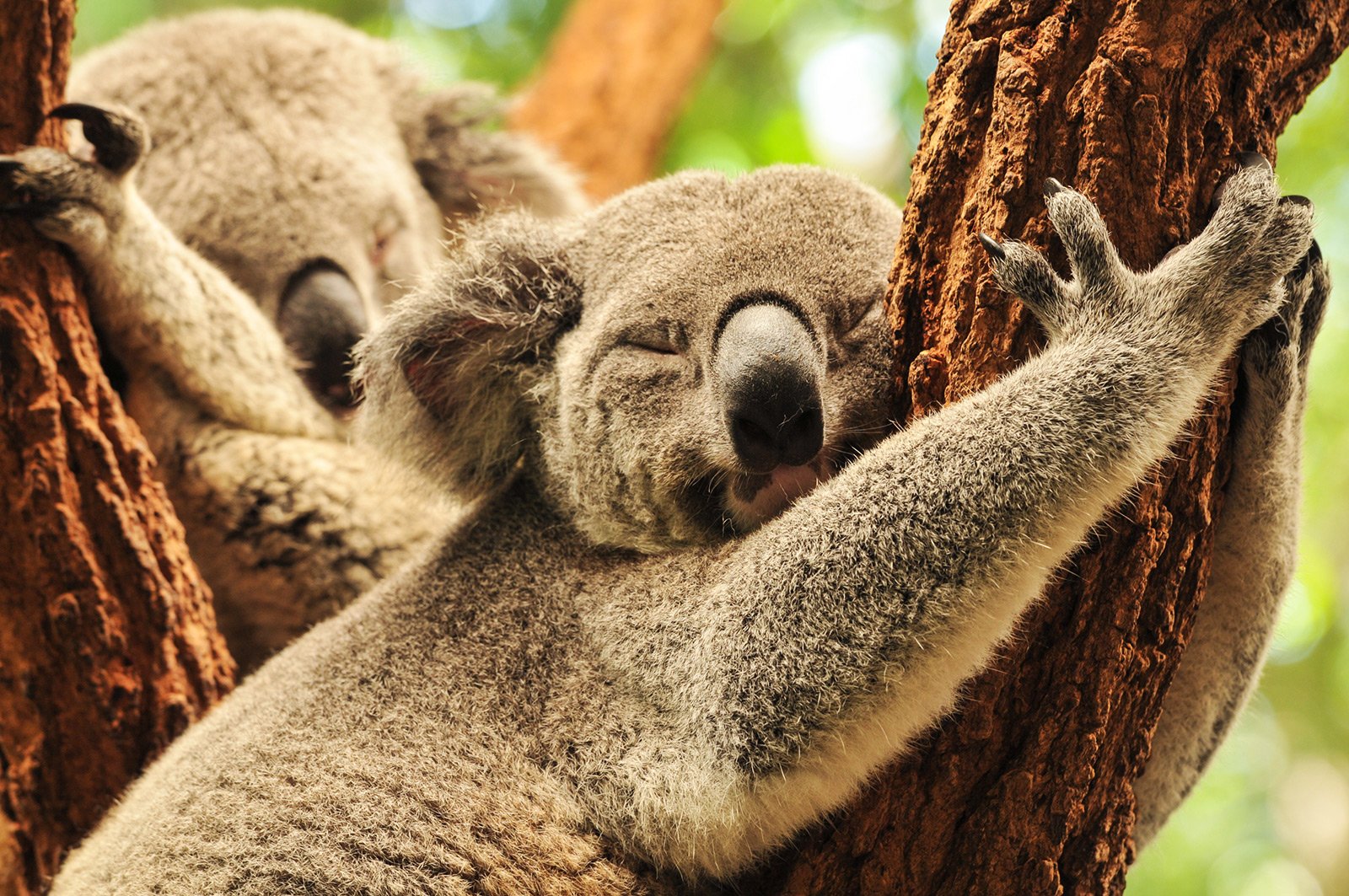 Как позавтракать с коалами в Сиднее