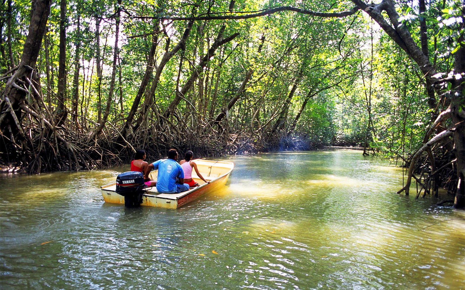 Как поплавать на лодке по мангровым зарослям в Абу-Даби