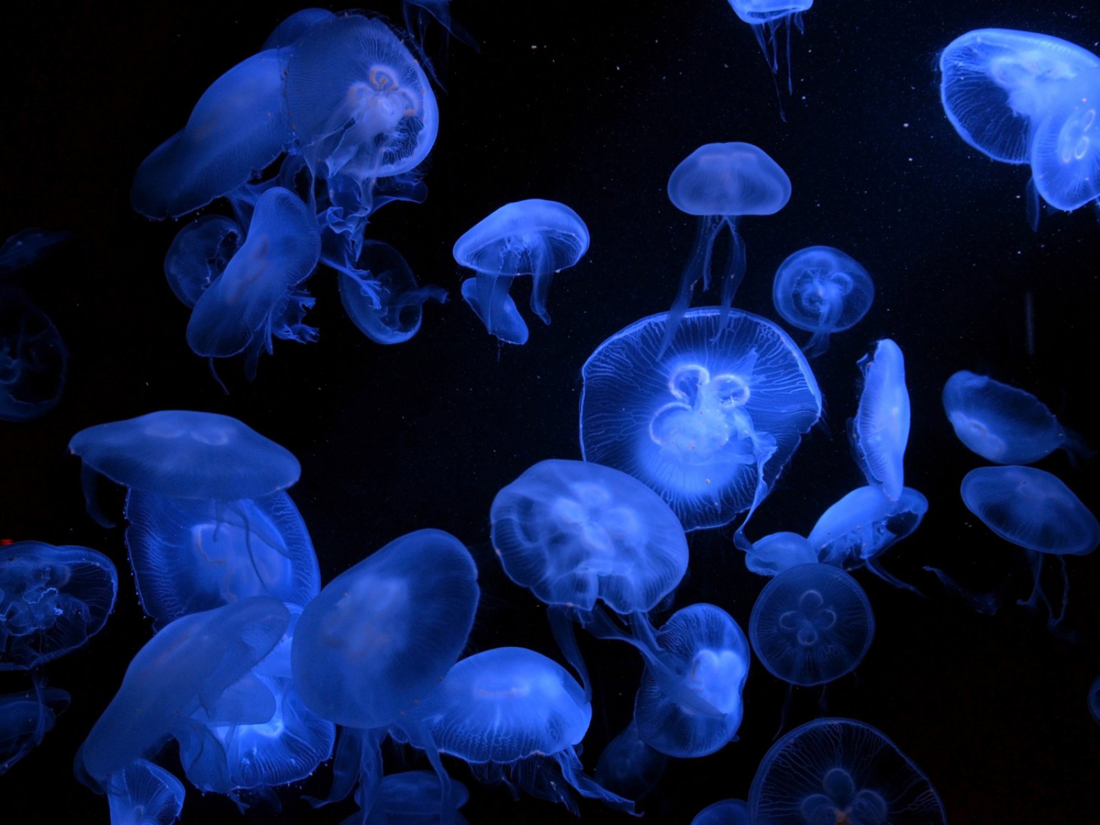 Как помедитировать в зале с медузами в океанариуме в Бангкоке