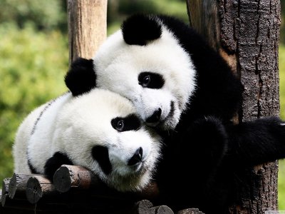 Обнять панду в Чэнду