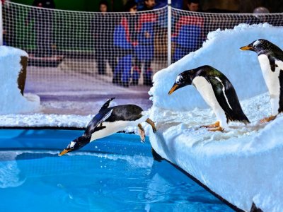 Поплавать с пингвинами в Дубае