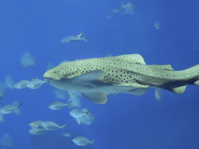 Поплавать с леопардовыми акулами на Пхукете