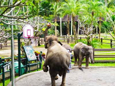 Сыграть в баскетбол со слоном на Бали