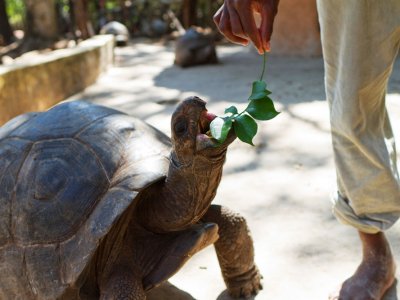 Покормить гигантскую черепаху на Занзибаре