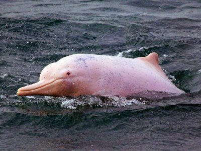 Увидеть розовых дельфинов на Самуи