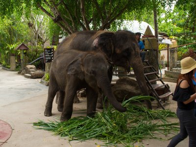 Зоопарк «Phuket Zoo» на Пхукете