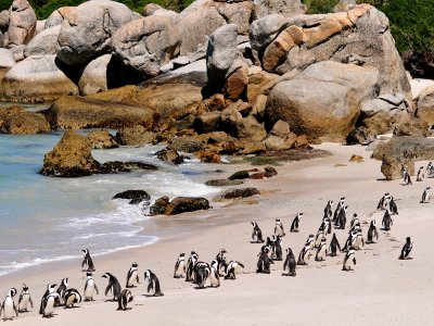 Пляж Валунов в Кейптауне