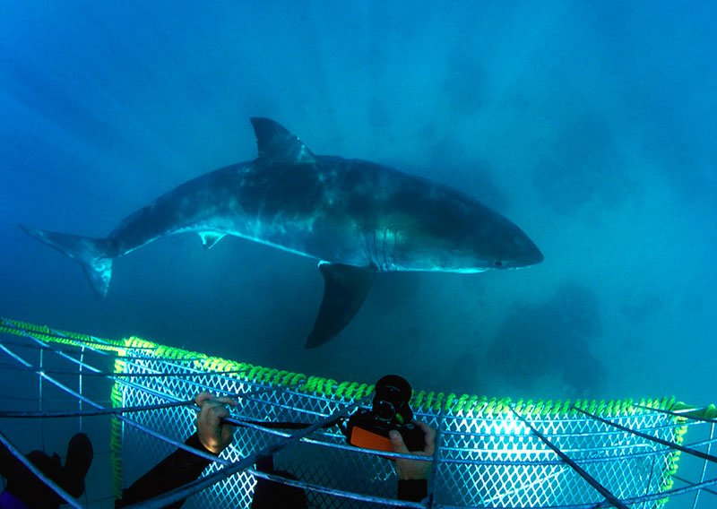 Дайвинг с акулами, Кейптаун
