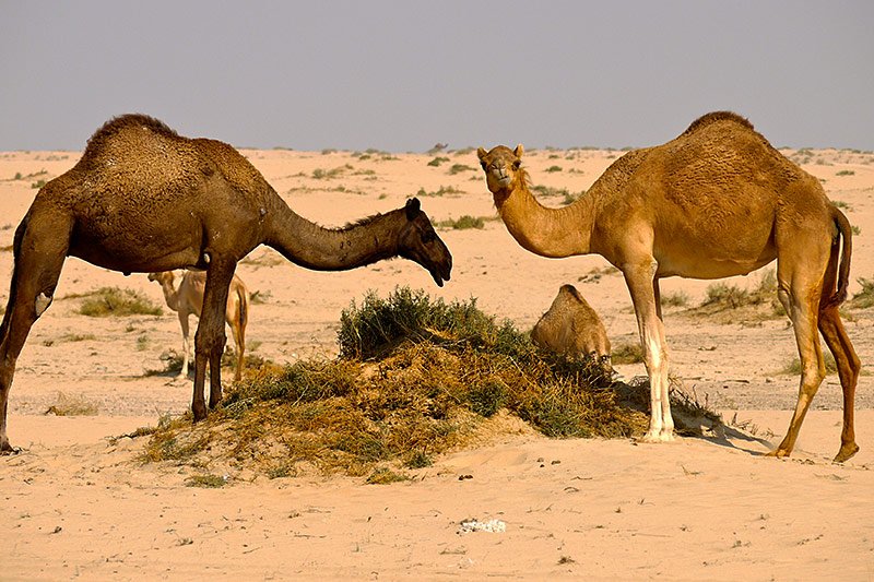 Верблюды в пустыне Руб-эль-Хали, Дубай