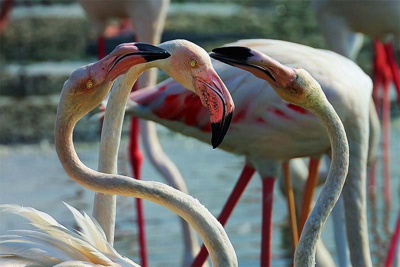 Розовые фламинго в заповеднике Рас-аль-Хор, Дубай