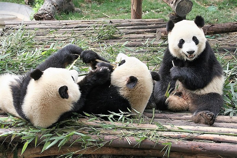 Панды развлекаются после обеда, Чэнду