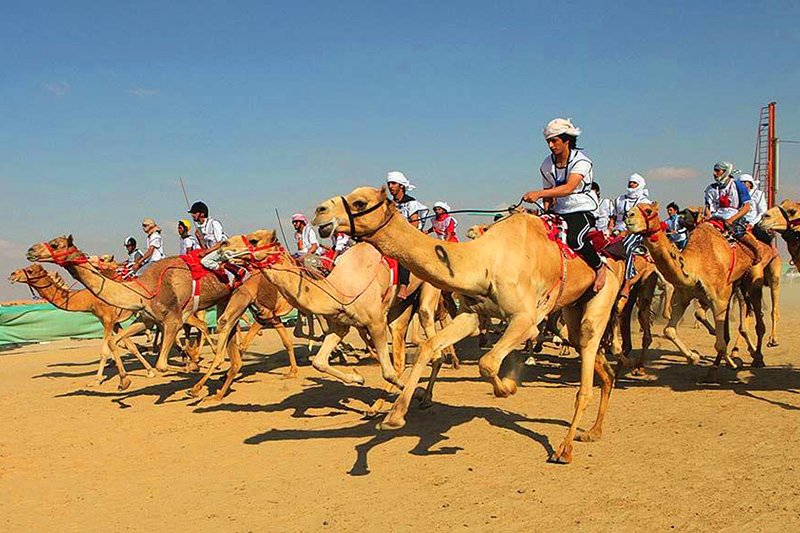 Верблюжьи бега, Абу-Даби
