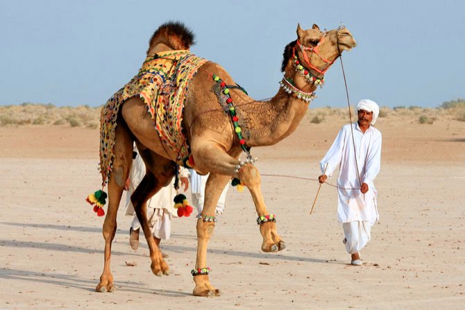 Верблюд, Абу-Даби