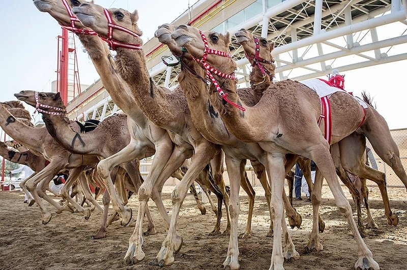 Дроны погоняют верблюдов, Дубай