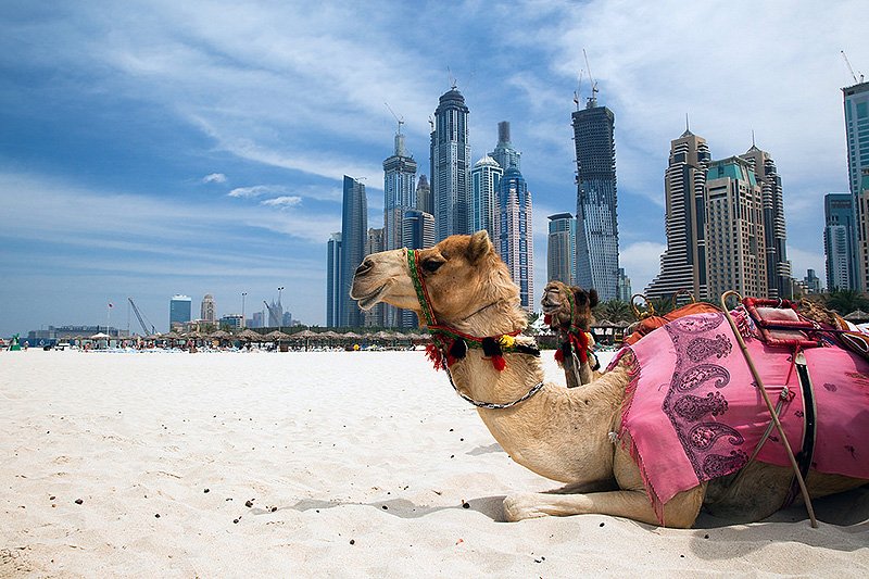 Верблюд отдыхает, Дубай