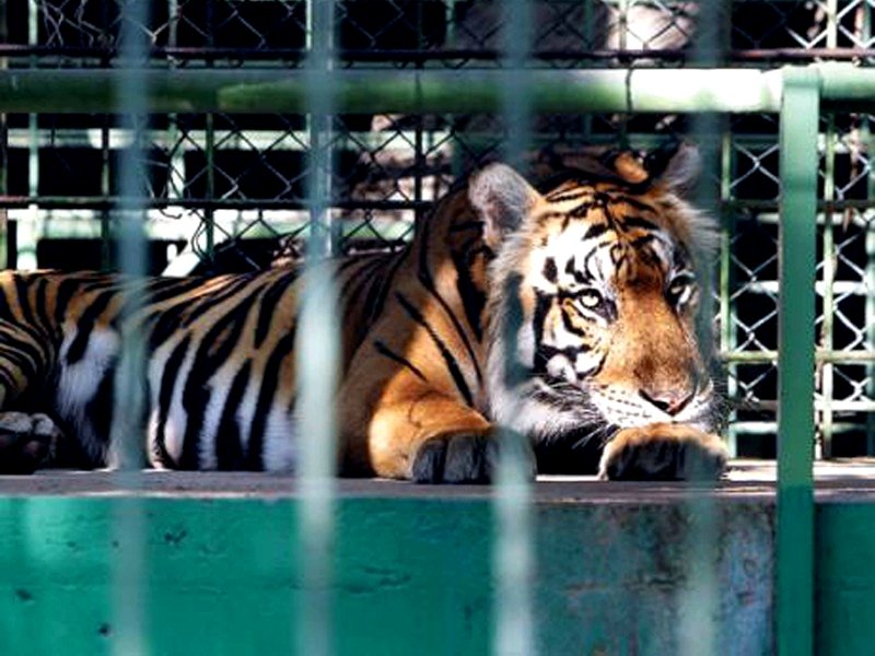 Бенгальский тигр, Дубай