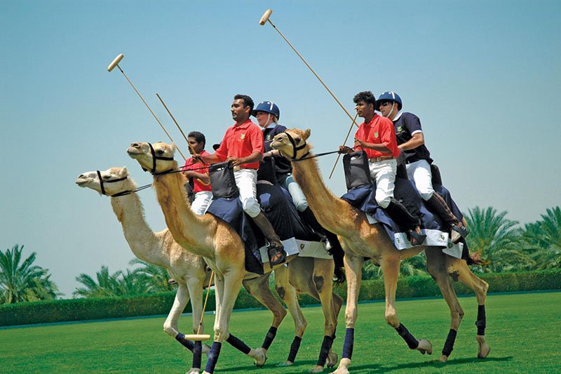 Поло на верблюдах, Дубай