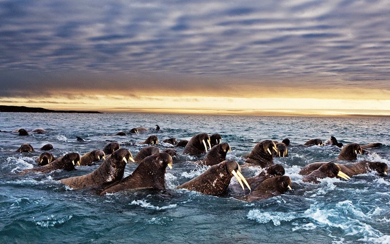 Миграция моржей на берег, Норт-Слоуп
