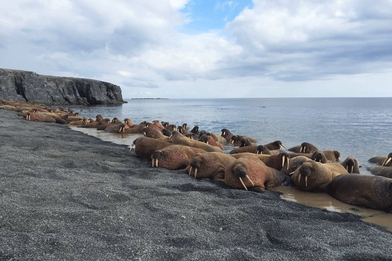 Популяция моржей на берегу, Норт-Слоуп