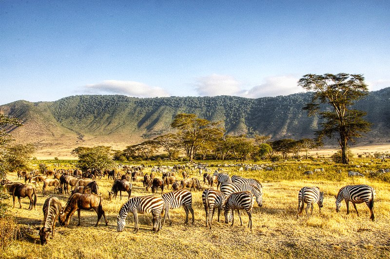 В долине кратера Нгоронгоро обитает около 30 000 животных, Аруша