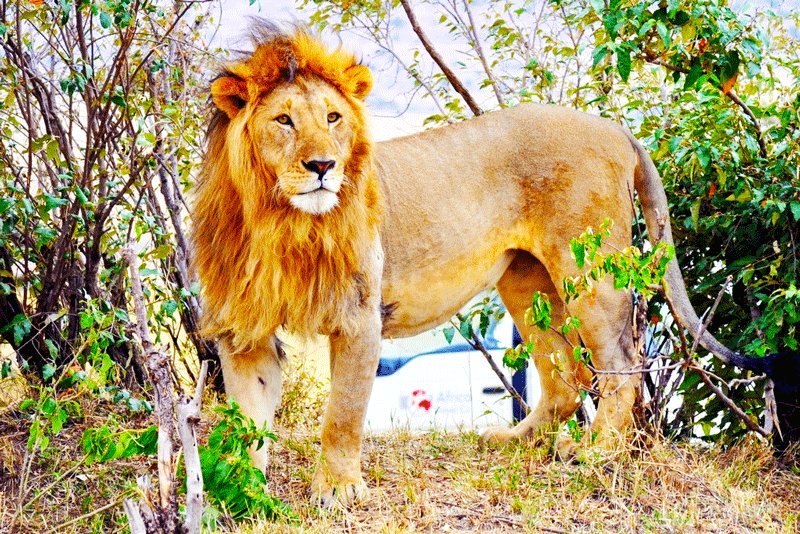 Льва можно найти в парке по характерному реву, Аруша