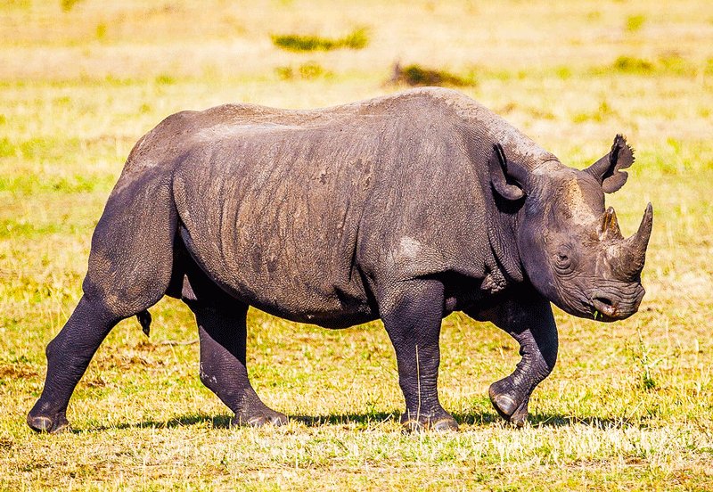 Труднее всего увидеть чёрного носорога — они часто прячутся в лесных зарослях, Аруша