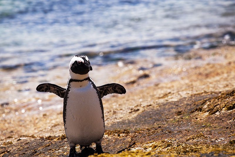 Пингвины в Южно-Африканской Республике