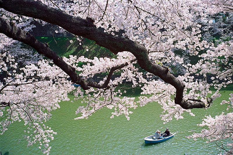 Прогулка на лодке среди цветущих сакур в Токио