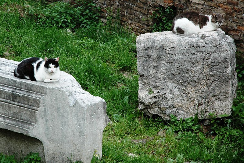 Коты на Площади Торре-Арджентина