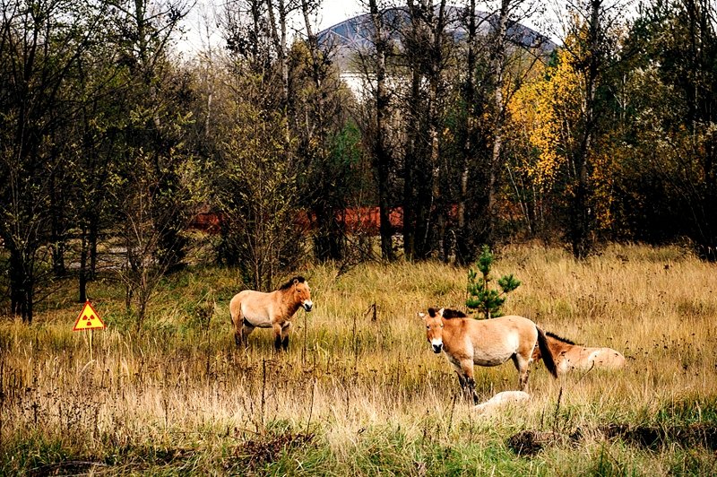 Лошади Пржевальского недалеко от саркофага