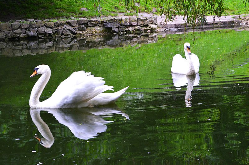 Лебеди в Стрыйском парке, Львов