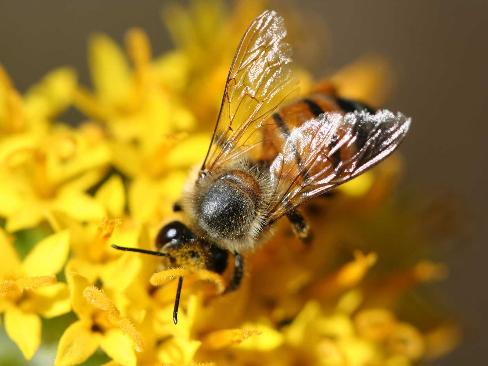 Как понаблюдать за пчелами в музее на Родосе