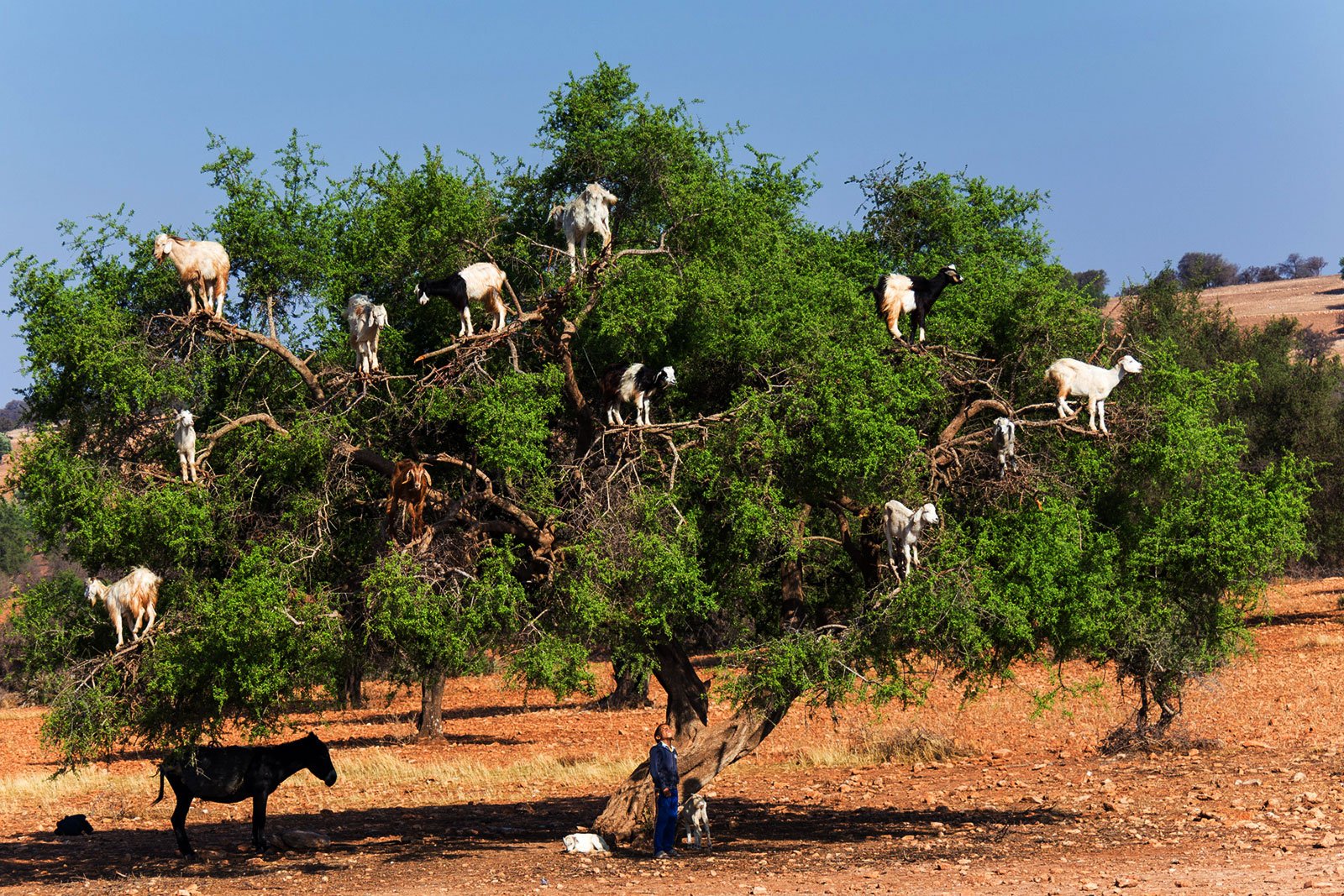 Как увидеть коз, пасущихся на деревьях в Марракеше