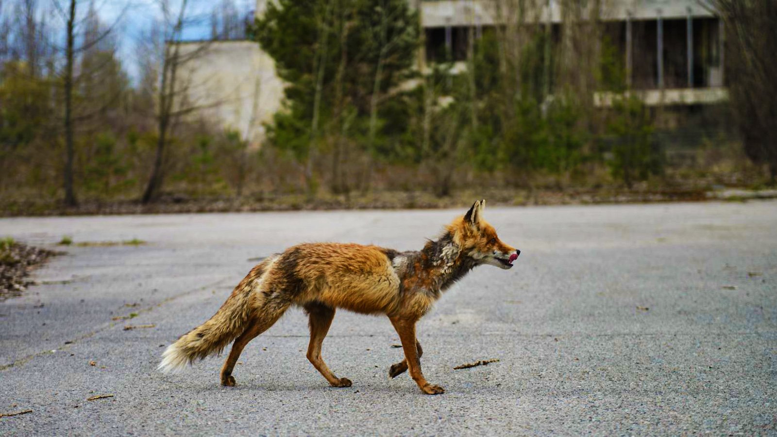 Как увидеть зверей, живущих в городе-призраке в Чернобыле