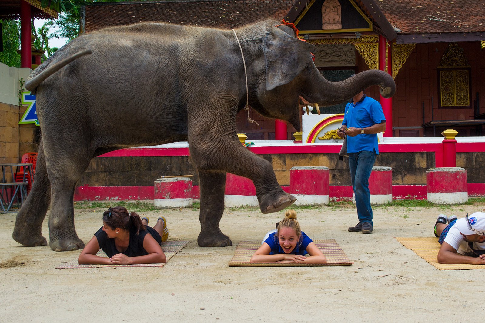 Как посмотреть шоу слонов на Пхукете
