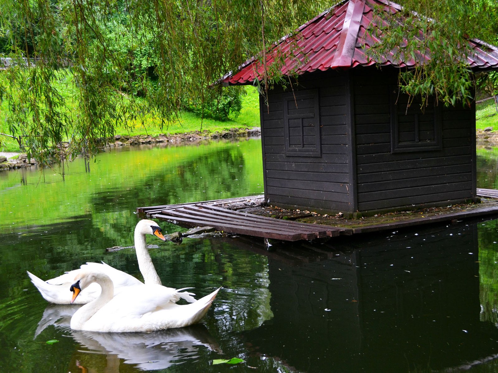 Как покормить лебедей в Стрыйском парке во Львове