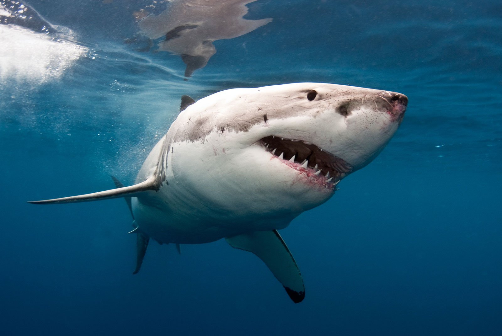 Как подайвить с белыми акулами в Кейптауне