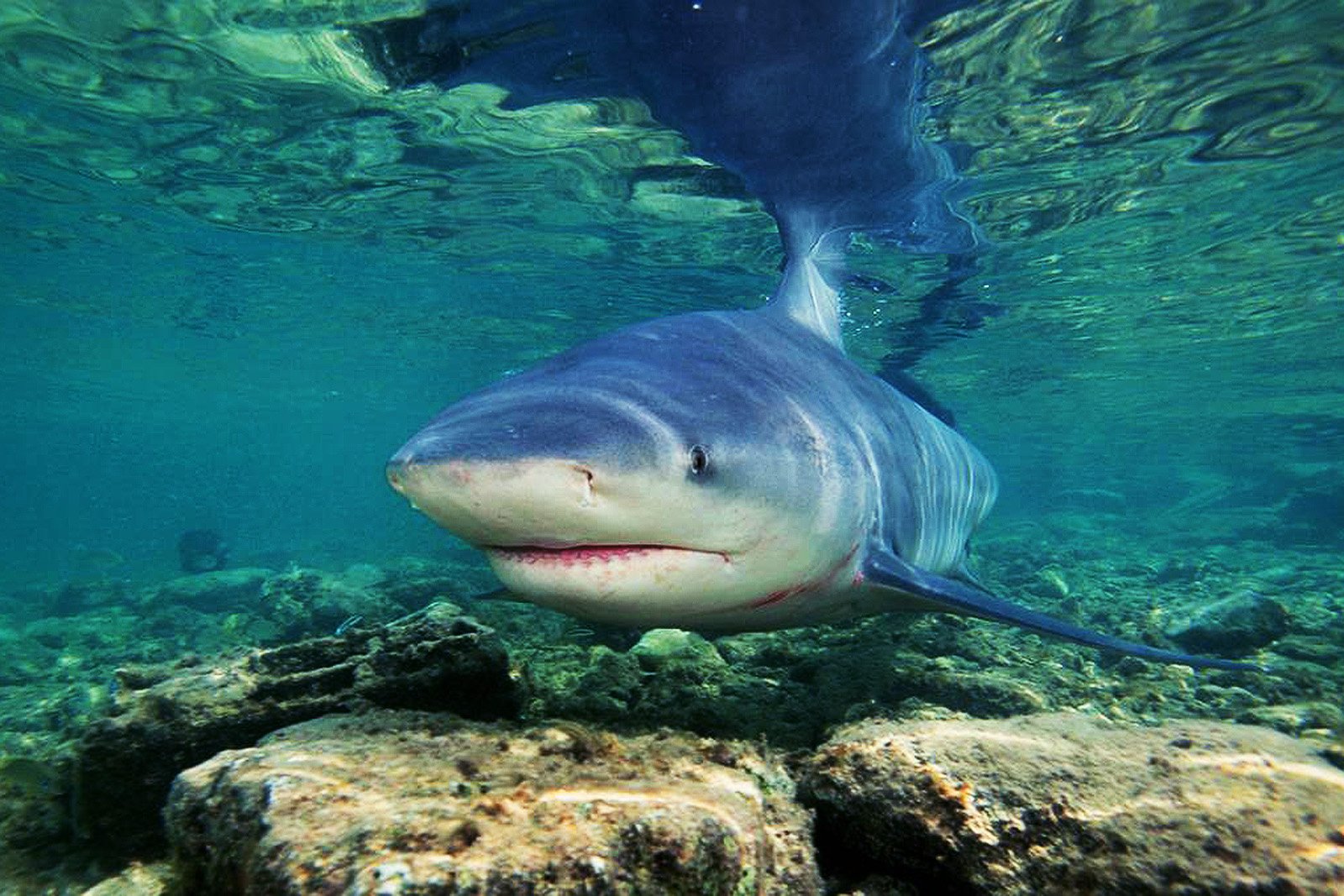 Как покормить пресноводных акул в озере Никарагуа в Гранаде